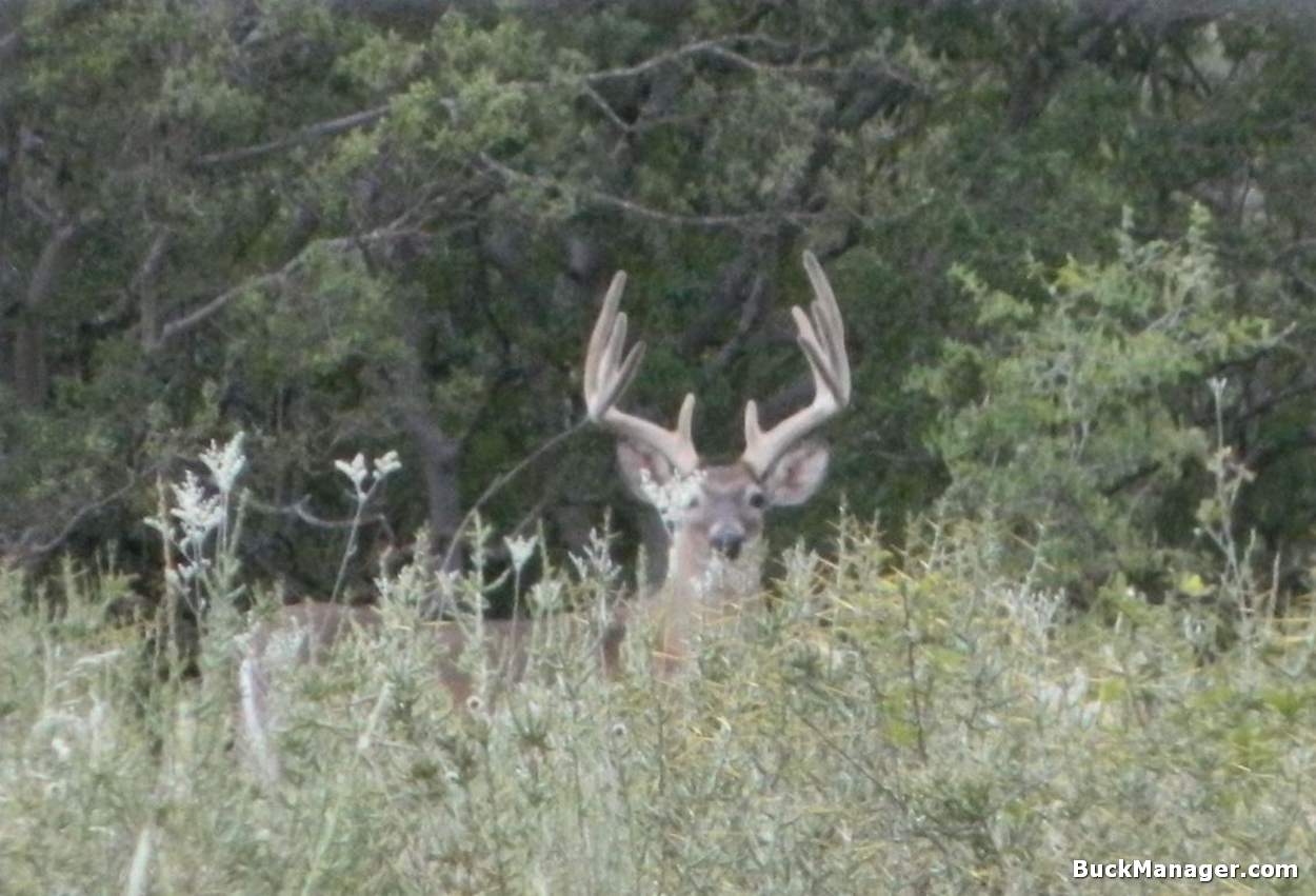 Screening Cover for Better Deer Hunting