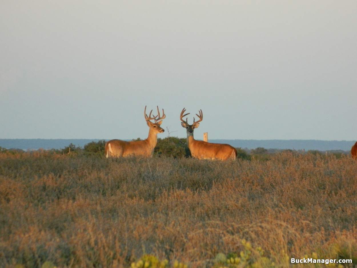 A How to on Improving Antler Growth in Deer