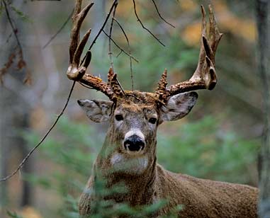 The Importance of Aging Deer