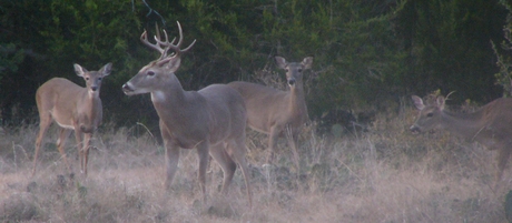 Attracting Whitetail Deer With Supplements