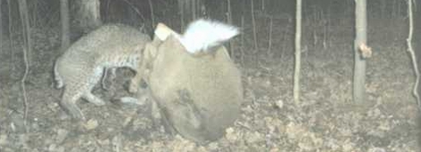 Bobcat Attacks White-tailed Deer – Photos