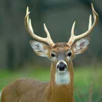 Stocking Deer for Genetic Improvement