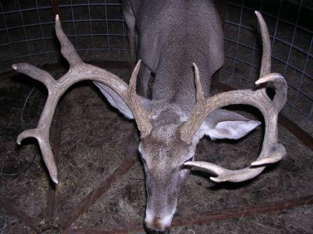 Trapping Deer Can Happen Accidentally