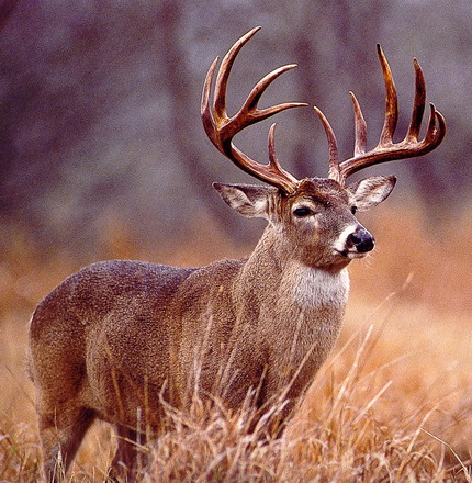 Buck Harvest – How Many?