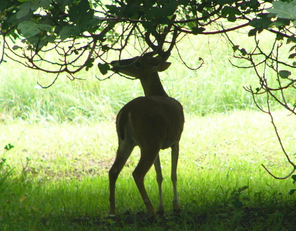 White-tailed Deer Food Preferences