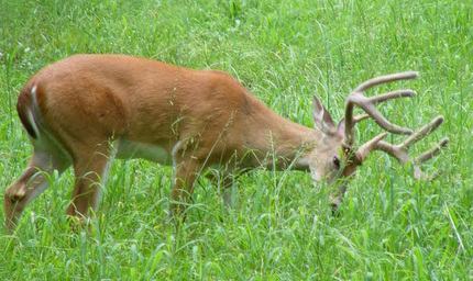 What do Deer in Texas Eat?