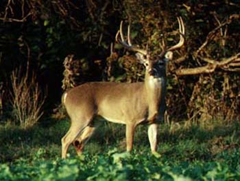 Introduction to Whitetail Food Plots and Forage Management