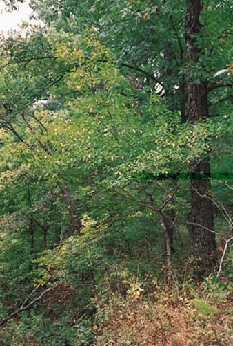 Carolina Buckthorn