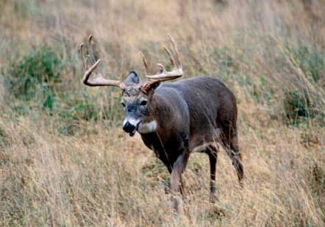 Can I Manage for Livestock and White-tailed Deer?