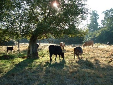 Proper Grazing for Deer and Other Wildlife