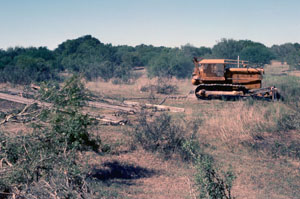 Chaining for Brush and Deer Management