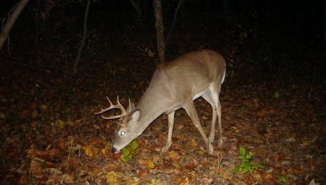 Checking Buck Scrapes for Activity