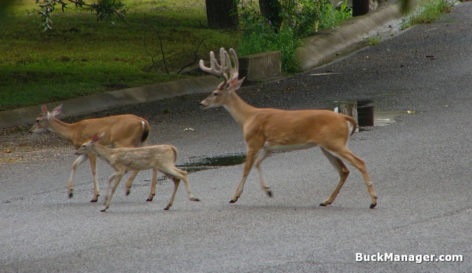 Contraception for White-tailed Deer Management in Developed Areas