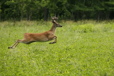 White-tailed Deer Facts