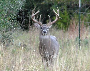 Deer Hunting:  Work Not Done After the Shot