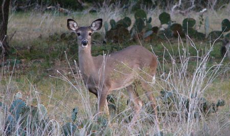 How Many Deer are Too Many?