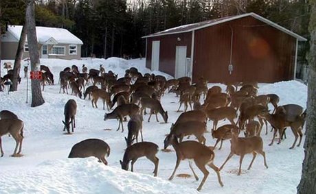 Too Many Deer – Problems With Overabundance