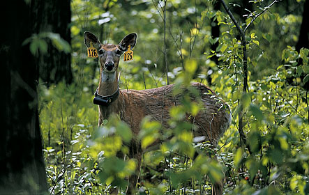 White-tailed Deer Research Continues in Louisiana