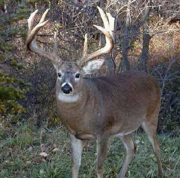 Importance of Dominant Bucks in Breeding