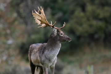 Competition Between Whitetail and Exotic Deer