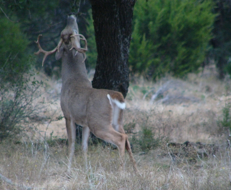 Finding Whitetail Buck Scrapes