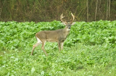 How Much to Plant in Deer Food Plots?