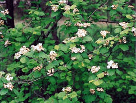 Hawthorn is a Great Deer Food