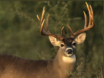 White-tailed Deer – A Success Story in Texas