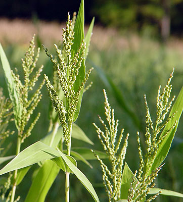 Time to Think About Spring Food Plots for Deer