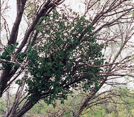 Mistletoe: Deer Love It!