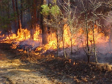 Prescribed Burning for the Management of White-tailed Deer