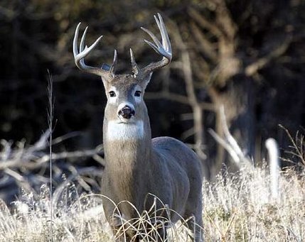 Rattling Up Big Whitetail Bucks