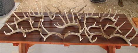 Shed Antlers Rustled Up in Texas