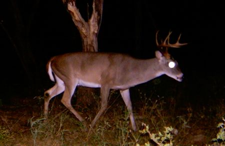 Whitetail Rut in the Texas Hill Country