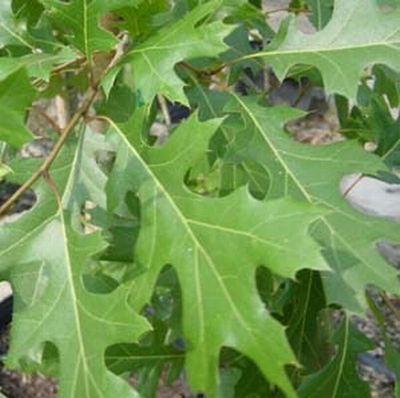 Texas Oak is Spanish Oak and Great for White-tailed Deer