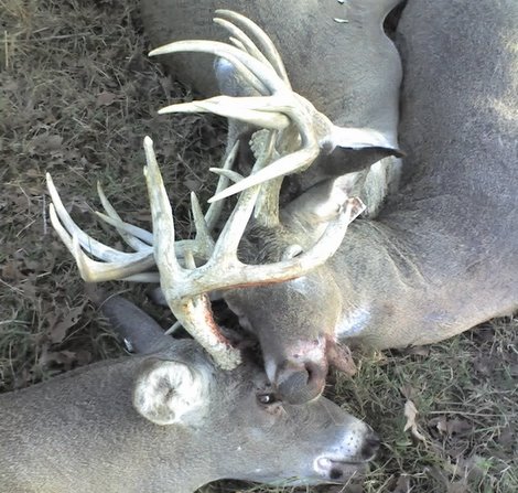 Three White-tailed Bucks Locked by Antlers