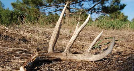 Time to Hunt for Shed Deer Antlers