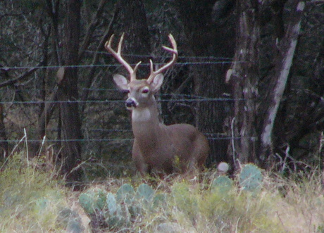 Texas Whitetail Hunting