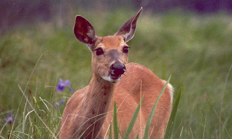 White-tailed Deer Facts 2