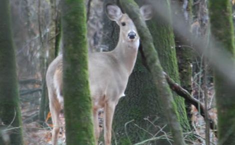 Hunting Land in Texas is Shrinking