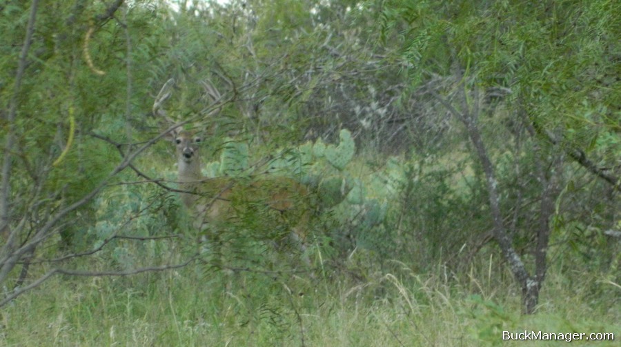 Peak Antler Development in Whitetail Bucks: When?