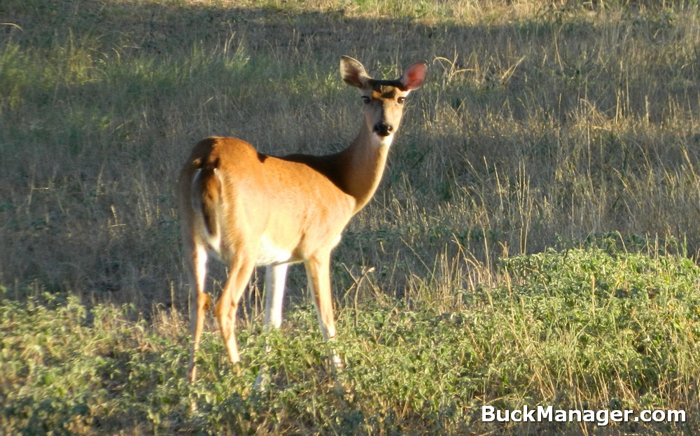 Deer Survey Techniques for Managing Whitetail Populations