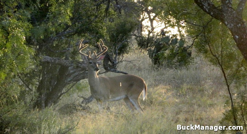 The Movement of Whitetail Bucks