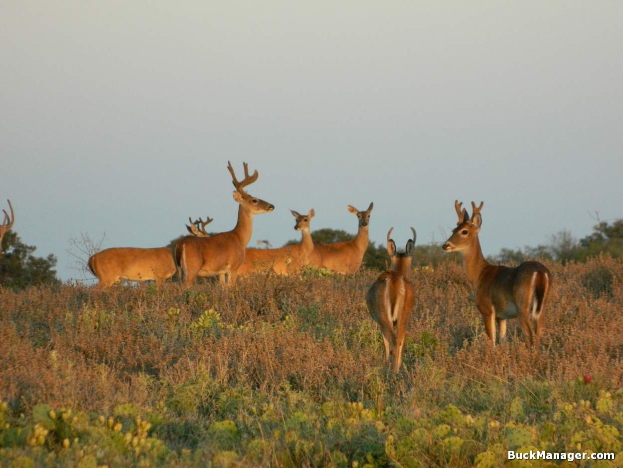 Deer Hunting is a part of deer management.