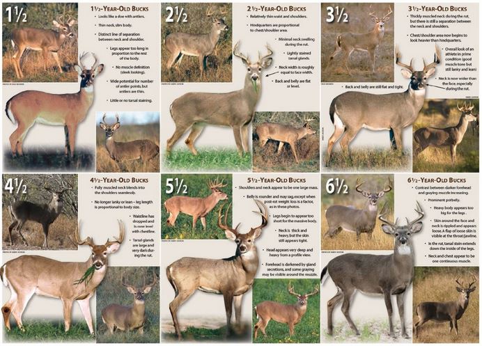 Whitetail Deer Age Chart