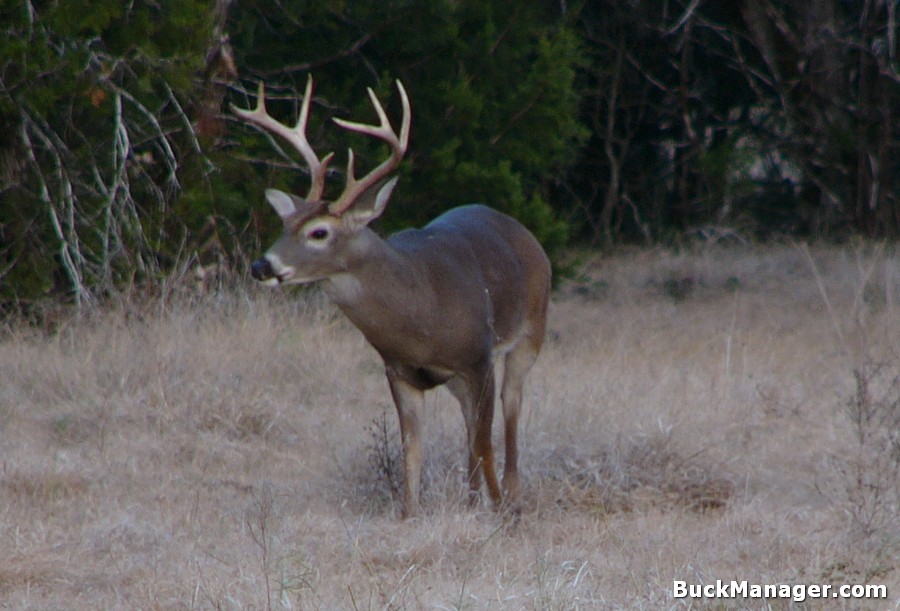 More Deer Test CWD Positive