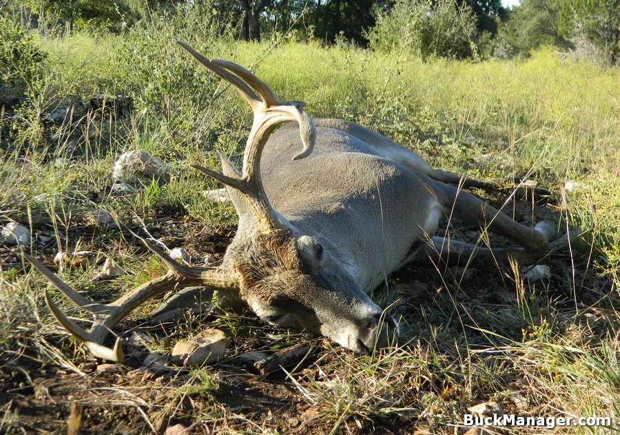 Antler Scoring – Whitetail Company