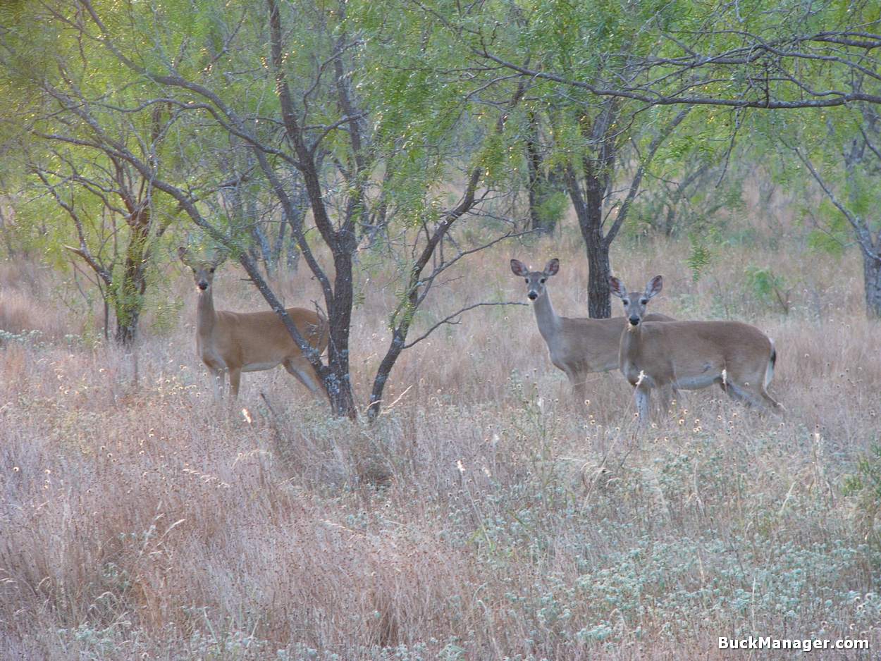 Texas Doe Days Harvest Results