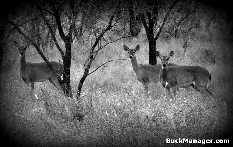 Doe Management: Shoot the Smallest?