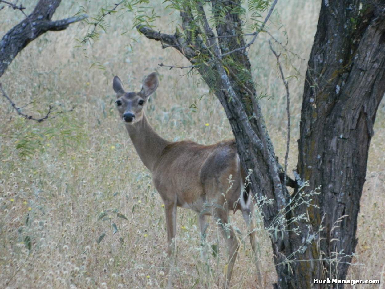 Is doe harvest important?